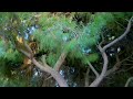Pine forest Garden Tel Aviv Yafo. Bottom view. Drone footage 4K 60 fps. DJI Mini 3 Pro