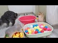 Funniest Animals 2023 😻 Best Funny Cats and Dogs Videos 😍🐶 Part 15