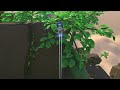 Exploring out of bounds in GPU Jungle (Renderforest)