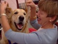 Dogs with Jobs - Season 2, Episode 6: Rowdy, Wizard, Rio