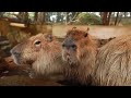 1 Hour of Capybaras Chilling With Animal Crossing Music