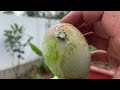 YNTHESIS OF UNIQUE TECHNIQUES for breeding MANGO with coca~cola, super super fast, fast fruiting