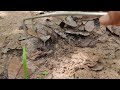 Hunt for Millipedes | Virals Millipede #insects #animal #pets