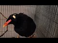 Amazing Talking Indian Hill Mynah Bird - Can Say Kazi Bhai, Mynah, and more