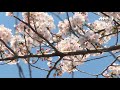 Spectacle féérique des cerisiers en fleurs au Japon