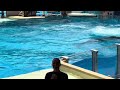 Orca Encounter at Seaworld Orlando