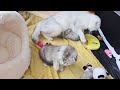 The way the mother cat loves her kittens is very strongly 🤗🥰 Cuteness overload