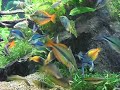 Rainbowfish Feeding