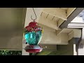 Hummingbirds feeding - Colorful hand blown glass hummingbird feeder - 4K - 2022