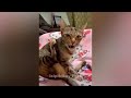 Try Not To Laugh Dogs And Cats 🤣 Best Funny Animals 2024 😆