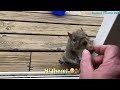 More hand feeding silliness and I get bitten again ❤️🐿😳