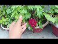 मात्र एक ट्रिक अब गर्मियों में भी खिल उठेगी गुलदाउदी || chrysanthemum flowering in summer season ||