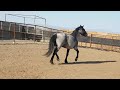 #2357 8yo blue roan mare 15.2h