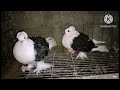 jambo size pom pouter fancy pigeon (like subscribe share )