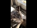 寅ちゃんとさくらちゃん① 猫動画