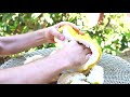 The Biggest Lemon I've Ever Seen | Huge Ponderosa Lemon (Fruit ASMR)