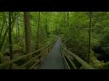 Enchanted Forest Soundscapes and Study Music | Relax 🌲 4K Autumn Serenity 🍂🎵