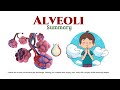 Alveoli function in respiratory system|| Alveoli gas exchange|| Structure and functions of alveoli