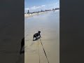 Apollo enjoys the Sun at Dog Beach 🏖 in Coronado, CA