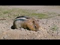 Golden-mantled Ground Squirrels