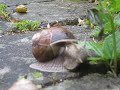 A Snail Eating