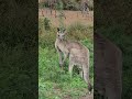 kangaroo 袋鼠