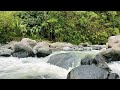 River flows in the Forest. Natural Sounds of Mountain Streams for Sleep and Relaxation.