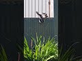 two fighting turtle doves get ass kicked by wattle bird