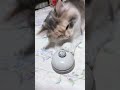 TEACHING MY CAT TO RING A BELL FOR FOOD  #cat  #catvideos  #catlover  #pets