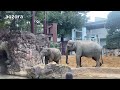 アルンvsカラス💢色々な鳴き声で威嚇(いかく)するも可愛くなっちゃう🐘パオパオン30分の戦い