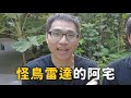 【台北都市12大怪鳥!】敢調戲老鷹的流氓怪鳥?科學怪鳥?跳舞怪?紅眼地獄使者?【許伯簡芝】【從零開始養】賞鳥