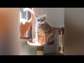 🐱 TRY NOT TO LAUGH 😹 Funny And Cute Animal Videos 2024 🙀