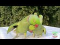 Ringneck Parrot Videos Compilation