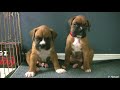 Cute 4 Week Old Boxer Puppies Playing