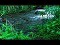 Gurgling River Water 으르렁 거리는 강물 Splash of water between the rocks makes it calm for sleeping