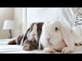 Most Weird Rabbit Breeds In The World | Wild Whim