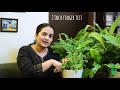 8 Tips for Growing Healthy Ferns | Indoor plants | Fern care | Gardening Tips