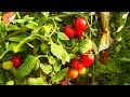 Domina el cuidado de los tomates: Enraizamiento efectivo y estrategias de riego #tomates riego