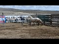 #5179 8yo Appaloosa g. 15.2h warm springs