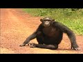 Charity Promotional Video Ape Action Africa