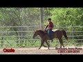 Ozzie (SOLD)Take a look at this solid trail horse.  Please meet Ozzie, a 14.1 hand five year old
