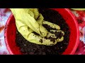 How to make Compost from Cow dung Cake