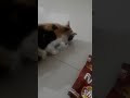 Cat is eating chicken bone