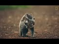 Koalas 101 | Nat Geo Wild