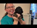 Mini Schnoodle puppies first bath, our puppy nursery (Goldendoodle puppies Schnoodle puppies)