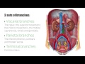 Abdominal Aorta - Branches and Anatomy - Human Anatomy | Kenhub