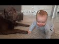 Cutest Crawl Ever! My Baby Tries to Teach Our Dog How to Crawl!