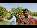 Village Daily Life Farming In Jordan 🇯🇴 | Uma Telugu Traveller