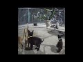 😘🐱 Funny Dog And Cat Videos 😹🐈 Funniest Animals 2024 #15