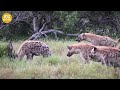 The Chaotic Battle Between The Hyenas And The Alpha Lion | Animal Fight